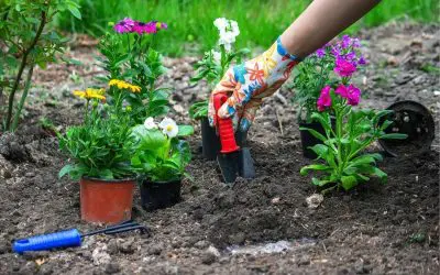 Top 5 Spring Lawn Care Tips for Southern NH Homeowners