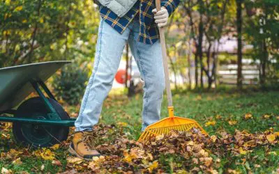 Fall Lawn Fertilizing: Why September Is the Best Time