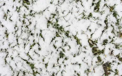 Spotlight on Lawn & Landscape Damage from Winter Storms — What to Watch For