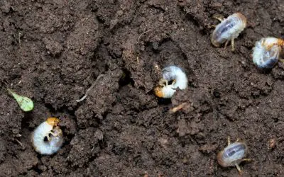 Controlling Early Summer Pests and Grubs
