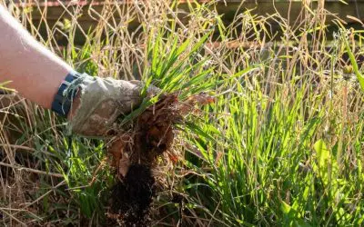 Spring Weed Control: How to Stop Weeds Before They Take Over