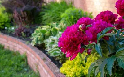 Flower Beds & Edging: Maintaining a Tidy Yard