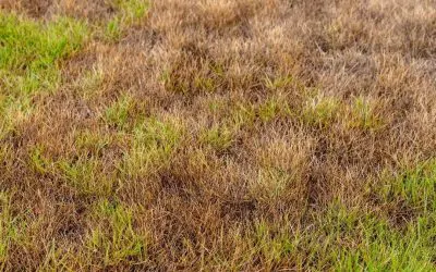 Heat Stress on Lawns: Signs and Solutions