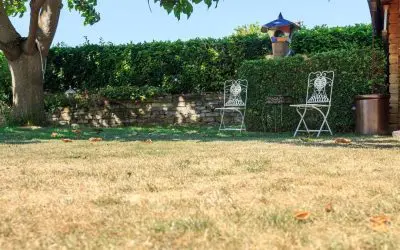 Why Is My Lawn Turning Brown in Summer?