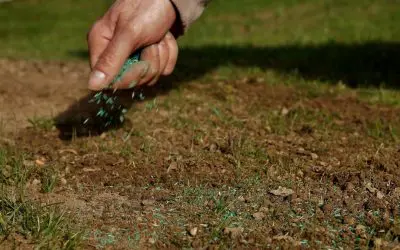 The Best Time to Aerate and Overseed Your Lawn in New Hampshire