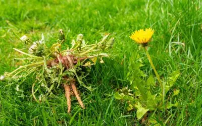 Why Are Weeds Taking Over My Lawn? Common Causes and Solutions