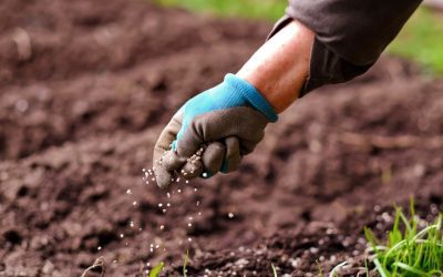 Why Now Is the Perfect Time to Fertilize Your Lawn Before Winter