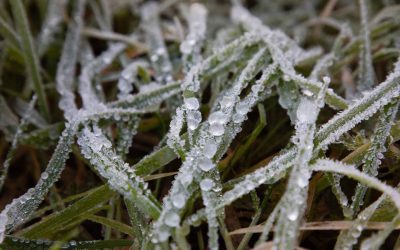 Protecting Your Lawn from Frost and Winter Burn