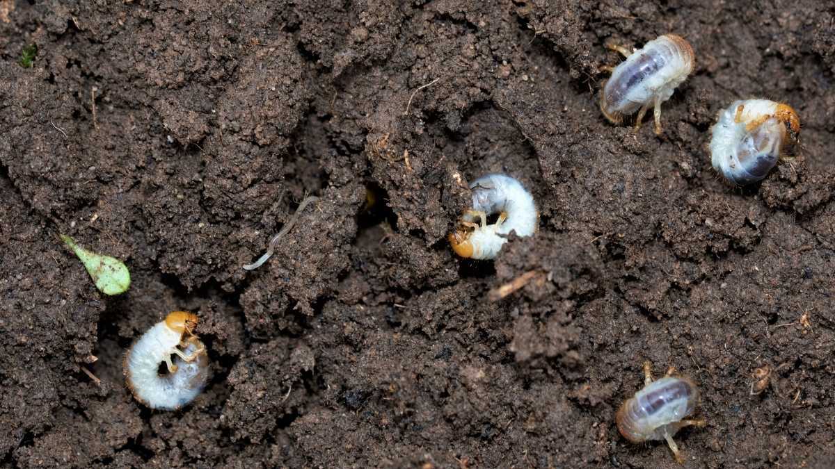 Early Summer Pests img