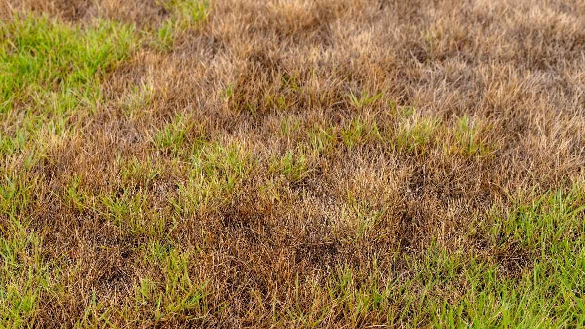 lawns-blog-img