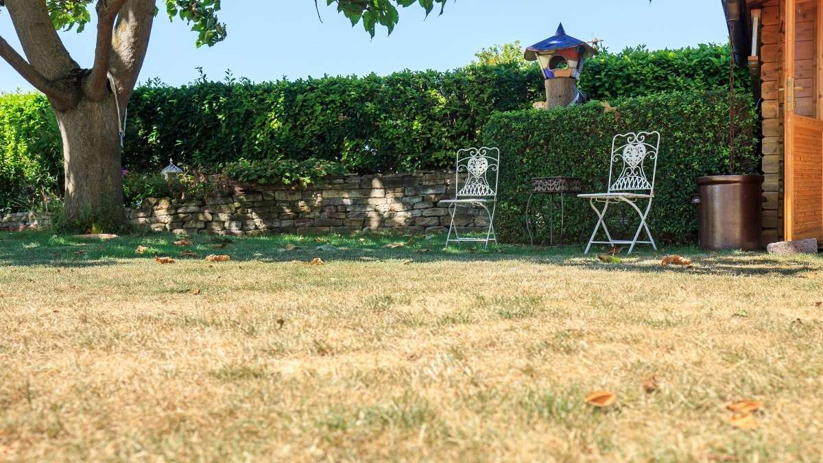 Lawn Turning Brown img