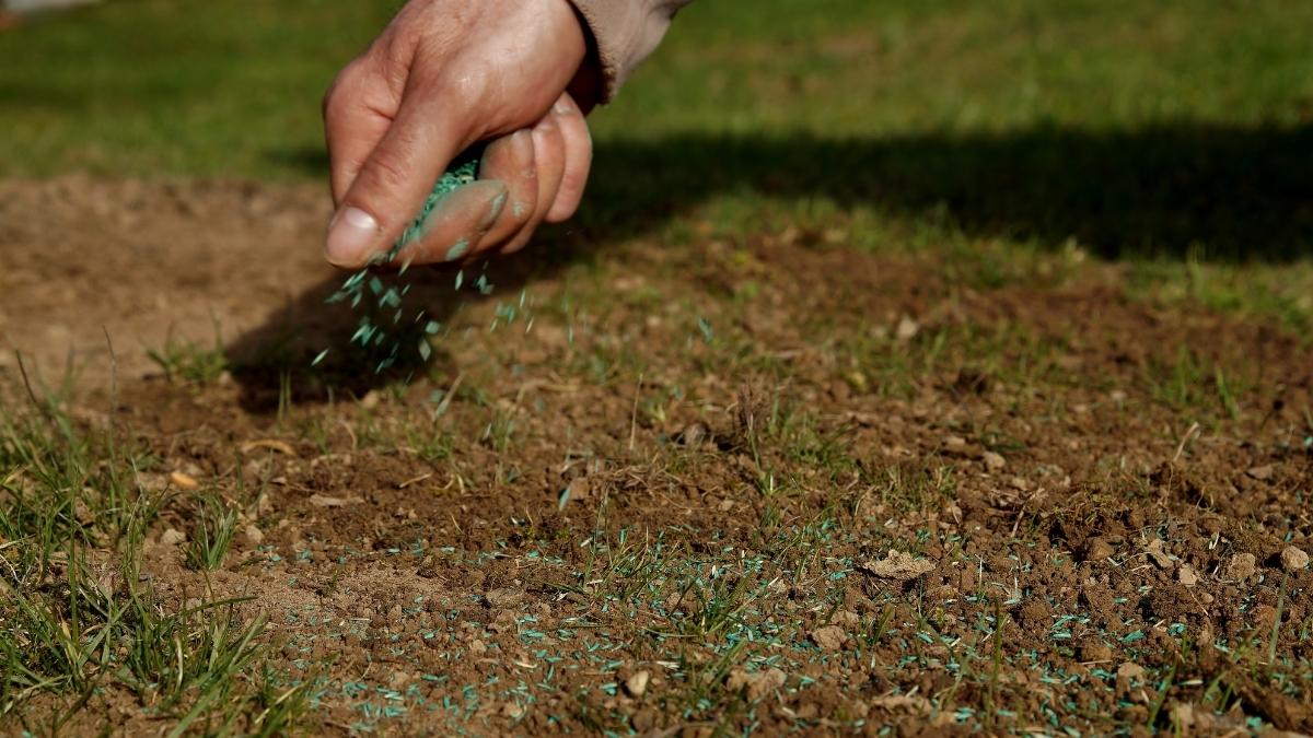 Overseed Your Lawn img